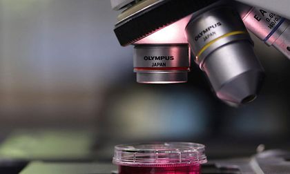 Fagos entre especies se comunican mediante péptidos para coordinar la infección y la lisogenia en bacterias