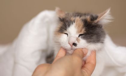 El poder curativo del ronroneo de los gatos