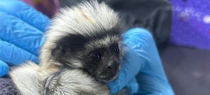 Imagen de  Dos crías de tití cabeciblanco fueron víctimas del tráfico ilegal en el Valle de Aburrá: una aún tenía cordón umbilical y falleció
