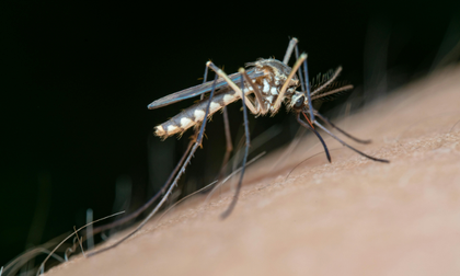 Vacuna muestra efectividad frente al dengue