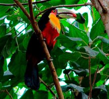 Festival, cultura y medio ambiente: la Semana de la Biodiversidad llega a Cali