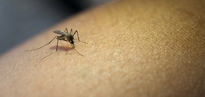 Imagen de  Protéjase del dengue, recomendaciones para controlarlo durante el fenómeno de El Niño