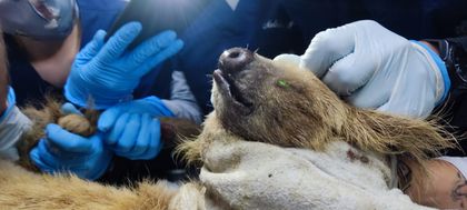 Imagen de Bomberos de Guarne rescatan a oso perezoso
