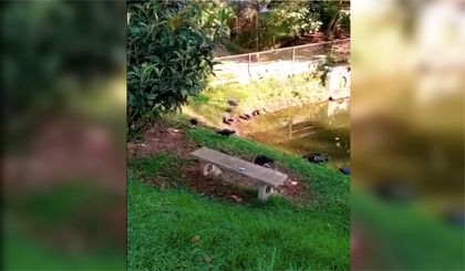Imagen de  Autoridades ambientales intervinieron en Rionegro el lago de Vegas de la Calleja
