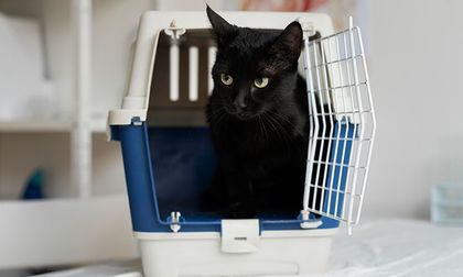 Gatos y el estrés del veterinario: Cómo hacer las visitas menos traumáticas