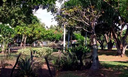 Plantas únicas en Cali: 18 especies sin réplica destacan en el inventario arbóreo