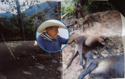 Imagen de Campesino de San Luis pide que EPM pague reses que murieron por cable en mal estado 