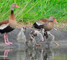 Presentan resultados de nuevo censo de aves acuáticas