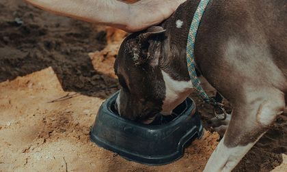 ¿Comida casera para mascotas? descubre los pros y contras de cocinarle a tu peludo