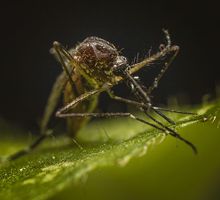 Sequías y cambio climático favorecen la expansión del virus del Nilo Occidental