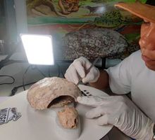 Hallan en Huila fósil que bautizaron en honor a Shakira