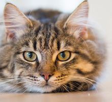 ¿Por qué mi gato se queda mirándome fijamente?