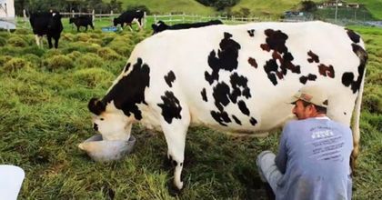 Imagen de  Precio de la leche continúa en alza, según estudios subirá más
