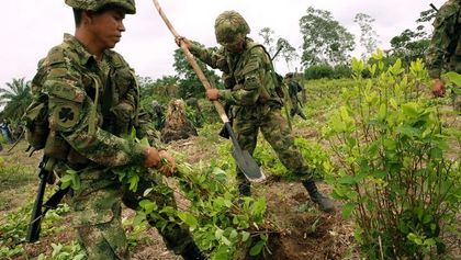Imagen de  Cuarta Brigada sigue trabajando para evitar la resiembra de coca en el Oriente