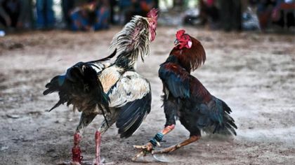 Imagen de  Defensores de animales en Antioquia celebran posible prohibición de las peleas de gallos