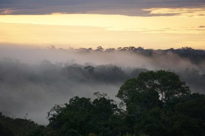 Imagen de  Un nuevo clima ‘hipertropical’ está surgiendo en la Amazonía