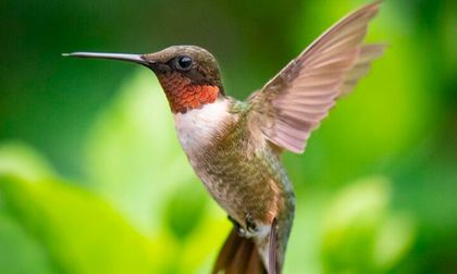 Los colibríes: ¿una conexión con el más allá?