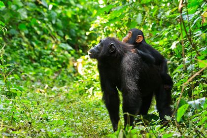 Imagen de  Los chimpancés aprenden a comunicarse a través de sus madres