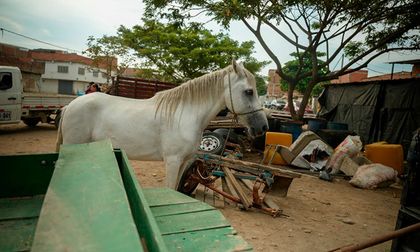 Sustitución de vehículos de tracción animal en Cali avanza: seis equinos pasan a adopción y carretilleros reciben licencias