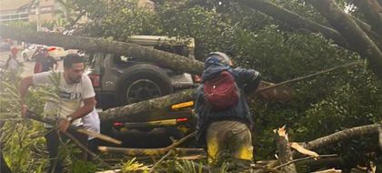 Imagen de  “Factores como fuertes vientos no han sido suficientemente analizados”: SAI sobre desplome de árboles en Medellín