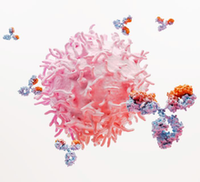 Lupus: cuando el sistema inmune, protector de nuestra salud, se convierte en adversario