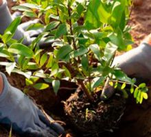 Polémica por traslado de árboles para graderías de la Feria de Cali