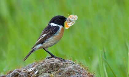 Animales: ¿Camuflaje o colores brillantes?