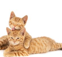¿Desea tener una mascota? Conozca estos 5 consejos clave antes de adoptar un gato por primera vez