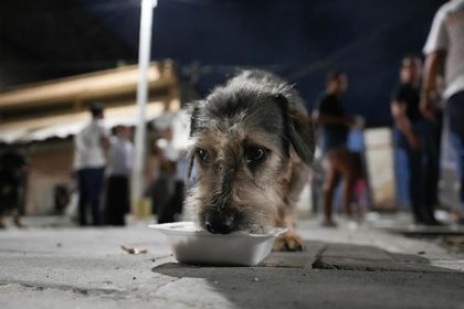 Imagen de  Samaritanos reparten alimentos a animales de zona golpeada por la inseguridad y el crimen organizado en la ciudad colombiana de Cali