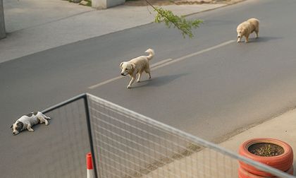 Video: Perritos rescataron a un cachorro atropellado y conmueven en redes sociales