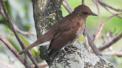 Escuchando a la Mirla Ollera