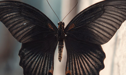 El misterio de las mariposas negras
