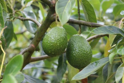 Imagen de  Predios del Oriente obtendrán certificación Global GAP para exportar aguacate Hass