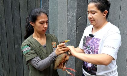 Veterinarios del Dagma implantan prótesis a una chilacoa en el Hogar de Paso