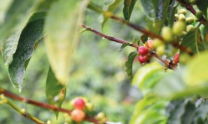 En El Retiro están produciendo un café excepcional