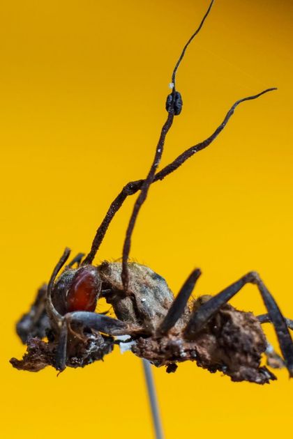 Imagen de  Descubren en México seis «hongos zombis», uno bautizado en honor a Guillermo del Toro