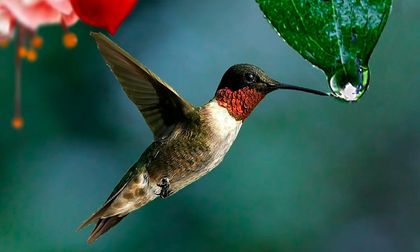 Leyenda del colibrí Maya