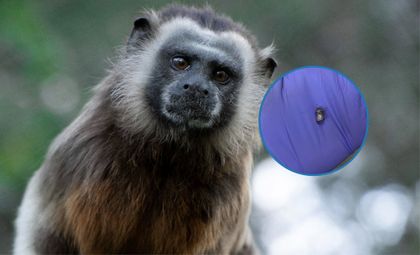 Imagen de ¡Lamentable! Tití gris murió tras ser atacado con arma de fuego en San Rafael