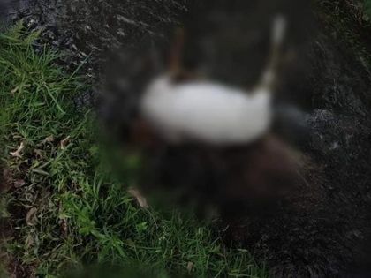 Imagen de Investigan presunto caso de maltrato animal en una vereda de Guarne