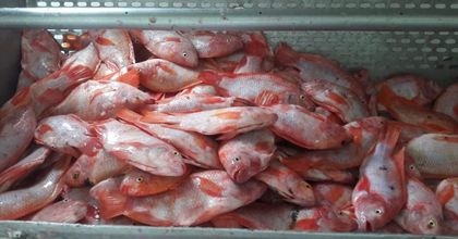 Imagen de  Autoridades incautaron 300 kilogramos de pescado no apto para el consumo humano