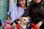 Imagen de Este domingo habrá jornada de adopción de perros y gatos en Medellín: 80 peluditos buscarán un hogar