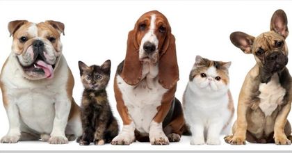 Imagen de  Cuida a tus mascotas: consejos para la prevención y control de la rabia