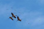 Imagen de Casi la mitad de las especies de aves migratorias del mundo está en declive, según BirdLife International
