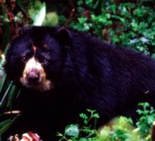 Denuncian presuntos ataques de oso de anteojos