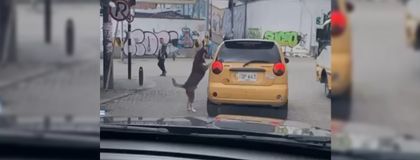Imagen de Esta es la verdad sobre el supuesto perro abandonado por un taxista en Rionegro