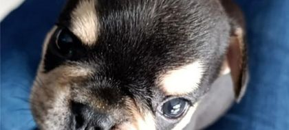 Imagen de Judicializaron a un hombre por muerte de un cachorro en Itagüí