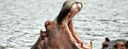 Imagen de  El hipopótamo será declarado especie invasora en Colombia