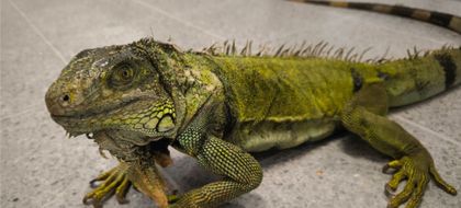 Imagen de  Débil, desnutrida y deshidratada: entregaron iguana que permaneció 25 años en cautiverio en el Valle de Aburrá