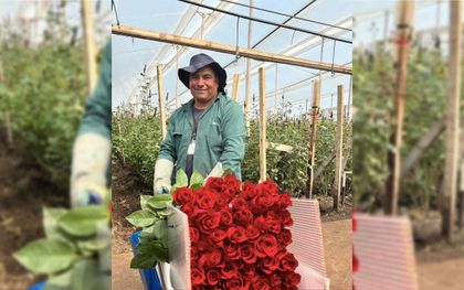 Imagen de  Cultivos de flores cumplieron exportación para San Valentín y ya alistan el Día de la Madre