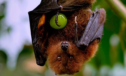 El mundo tienen los ojos en India por el virus Nipah